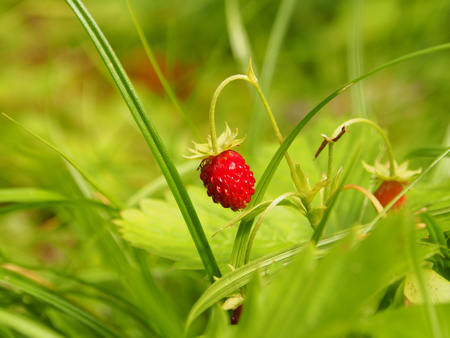 Forest strawberryの写真素材