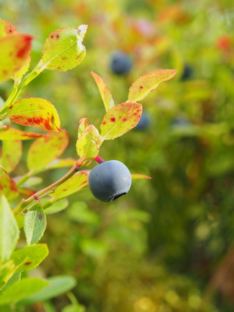Blueberry in the forestの写真素材