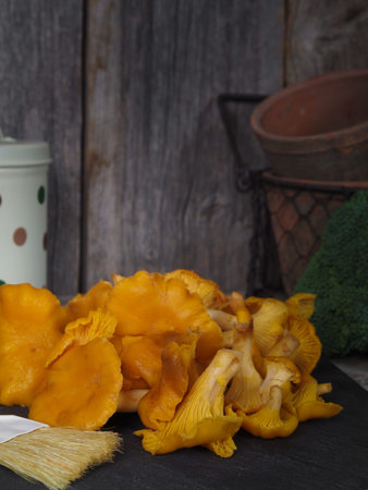 Fresh picked Chanterellesの写真素材