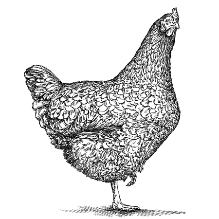 Isolated engraving black and white chicken illustrationの写真素材