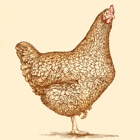 Isolated engraving black and white chicken illustrationの写真素材