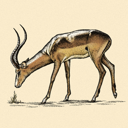 engrave isolated antelope illustration sketch. linear artの写真素材