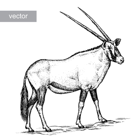 engrave isolated antelope vector illustration sketch. linear artのイラスト素材