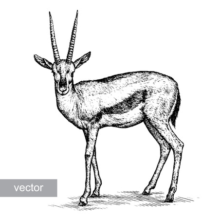engrave isolated antelope vector illustration sketch. linear artのイラスト素材