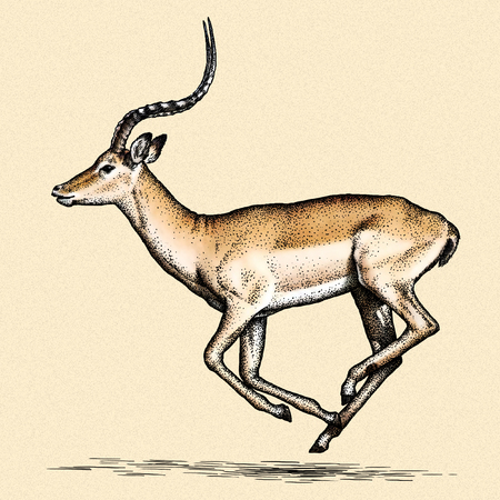 engrave isolated antelope illustration sketch. linear artの写真素材
