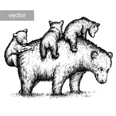 engrave isolated vector bear illustration sketch. linear artのイラスト素材