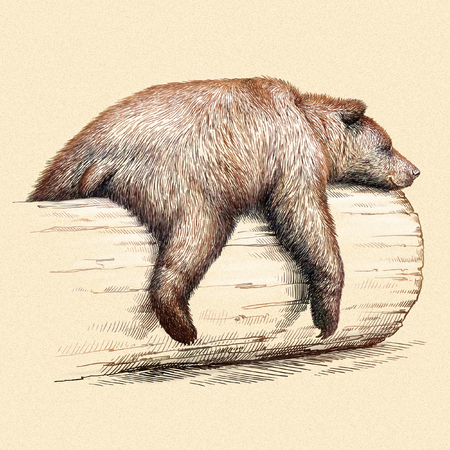 engrave isolated bear illustration sketch. linear artの写真素材