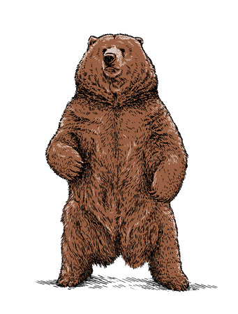 engrave isolated bear illustration sketch. linear artの写真素材
