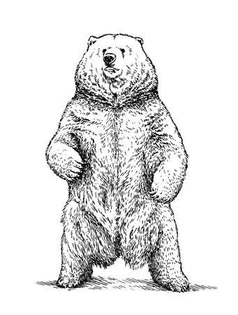 engrave isolated bear illustration sketch. linear artの写真素材
