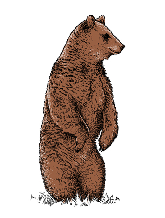 engrave isolated bear illustration sketch. linear artの写真素材