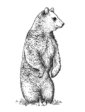 engrave isolated bear illustration sketch. linear artの写真素材