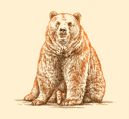 engrave isolated bear illustration sketch. linear artの写真素材