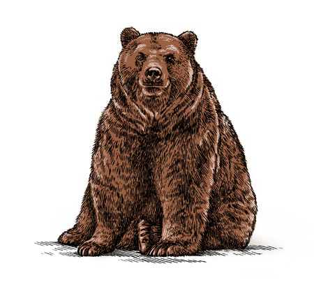 engrave isolated bear illustration sketch. linear artの写真素材