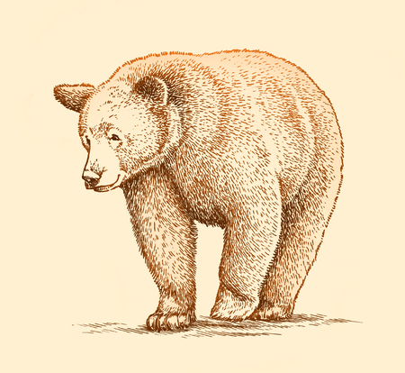 engrave isolated bear illustration sketch. linear artの写真素材