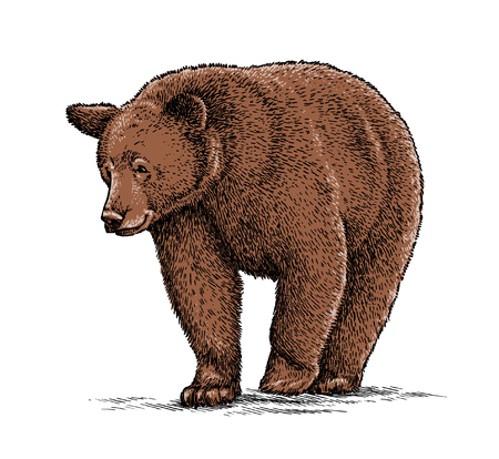 engrave isolated bear illustration sketch. linear artの写真素材