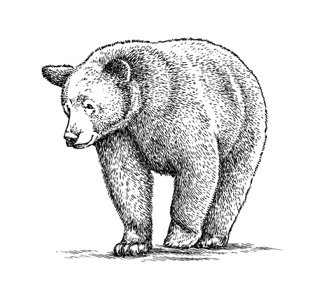 engrave isolated bear illustration sketch. linear artの写真素材