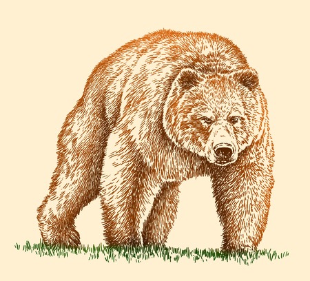 engrave isolated bear illustration sketch. linear artの写真素材