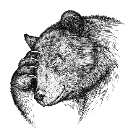 engrave isolated bear illustration sketch. linear artの写真素材