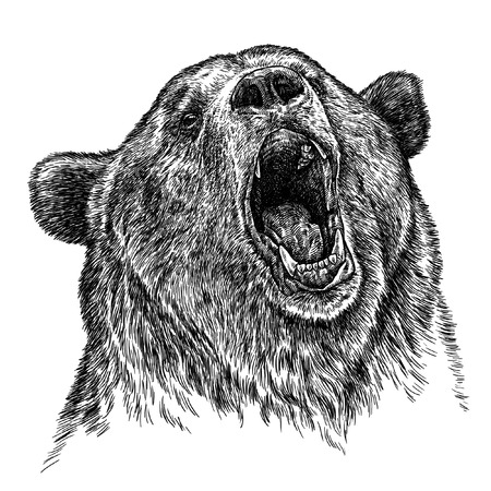 engrave isolated bear illustration sketch. linear artの写真素材