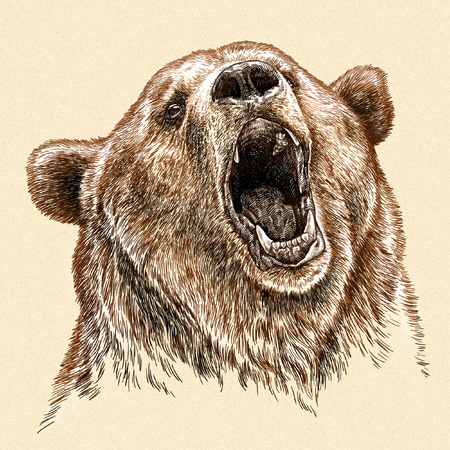 engrave isolated bear illustration sketch. linear artの写真素材