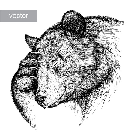 engrave isolated vector bear illustration sketch. linear artのイラスト素材