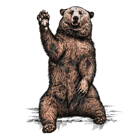 engrave isolated bear illustration sketch. linear artの写真素材