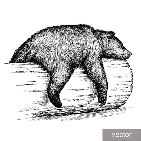 engrave isolated bear illustration sketch. linear artのイラスト素材