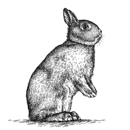 engrave isolated rabbit illustration sketch. linear artの写真素材