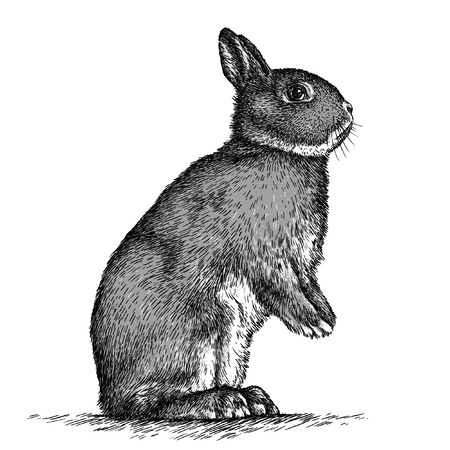 engrave isolated rabbit illustration sketch. linear artの写真素材