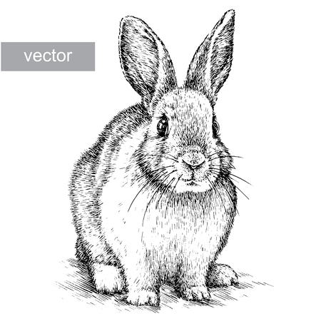 engrave isolated vector rabbit illustration sketch. linear artのイラスト素材