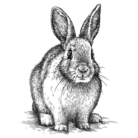 engrave isolated rabbit illustration sketch. linear artの写真素材