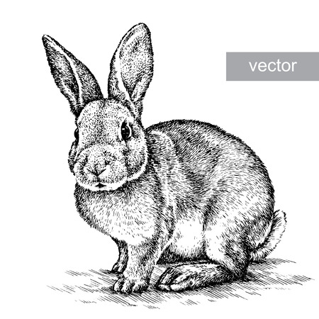 engrave isolated vector rabbit illustration sketch. linear artのイラスト素材