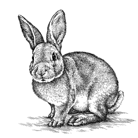 engrave isolated rabbit illustration sketch. linear artの写真素材
