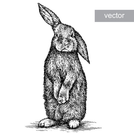 engrave isolated vector rabbit illustration sketch. linear artのイラスト素材