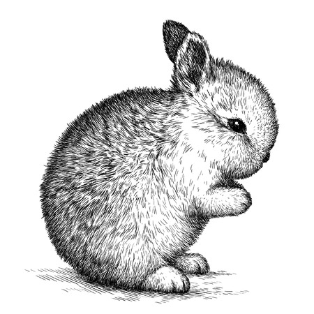 engrave isolated rabbit illustration sketch. linear artの写真素材