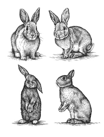 engrave isolated rabbit illustration sketch. linear artの写真素材