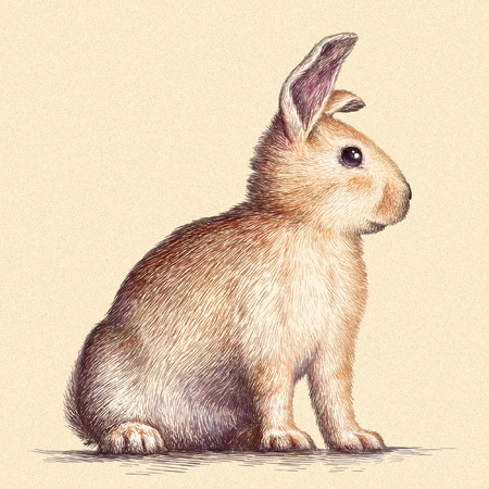 engrave isolated rabbit illustration sketch. linear artの写真素材