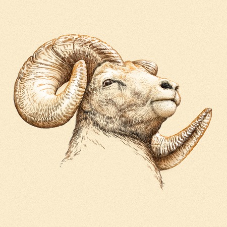 engrave isolated sheep illustration sketch. linear artの写真素材