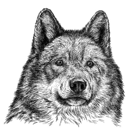 engrave isolated wolf illustration sketch. linear artの写真素材