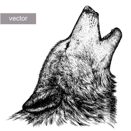 engrave isolated vector wolf illustration sketch. linear artのイラスト素材