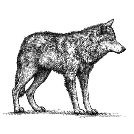 engrave isolated wolf illustration sketch. linear artの写真素材