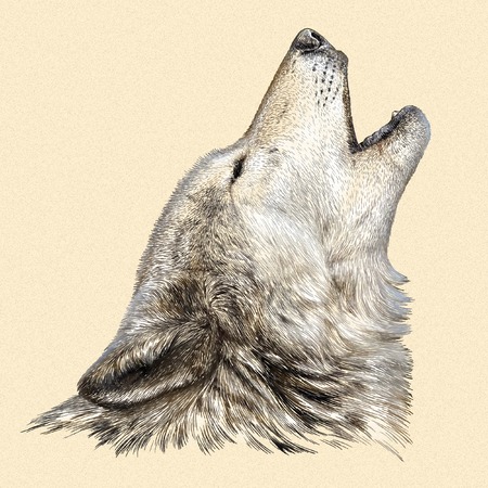 engrave isolated wolf illustration sketch. linear artの写真素材
