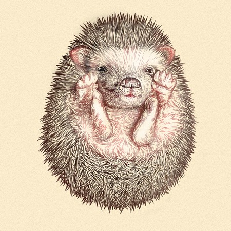 engrave isolated hedgehog illustration sketch. linear artの写真素材