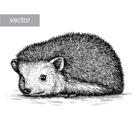 engrave isolated hedgehog illustration sketch. linear artのイラスト素材
