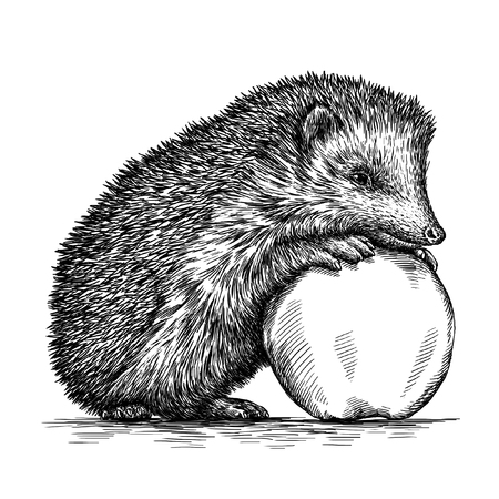 engrave isolated hedgehog illustration sketch. linear artの写真素材
