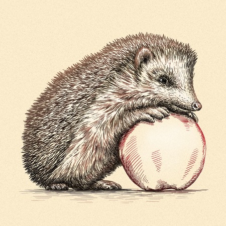 engrave isolated hedgehog illustration sketch. linear artの写真素材