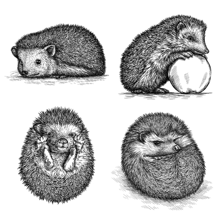 engrave isolated hedgehog illustration sketch. linear artの写真素材