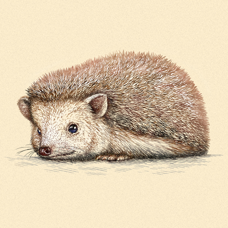 engrave isolated hedgehog illustration sketch. linear artの写真素材