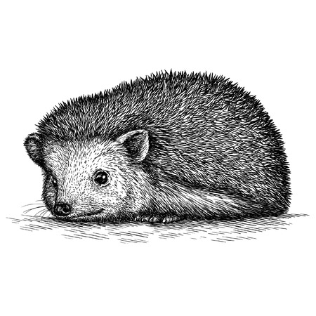 engrave isolated hedgehog illustration sketch. linear artの写真素材