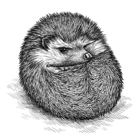 engrave isolated hedgehog illustration sketch. linear artの写真素材